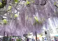 竹鼻別院の写真_134545