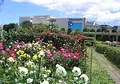 タカナシ乳業（株） 横浜工場の写真_175221