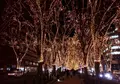 SENDAI 光のページェントの写真_208029