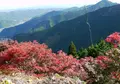 御岳山の写真_458085