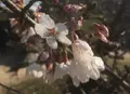 萩城跡指月公園の写真_70441