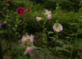 伏見十石舟の写真_83430