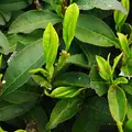 宇治茶の郷　和束の茶畑の写真_73817