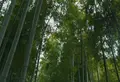 さいたま市役所 氷川の杜文化館の写真_27222