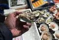 塩釜水産物仲卸市場の写真_20036