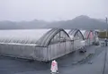 篠田いちご園の写真_64018