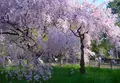 出水のしだれ桜の写真_72059