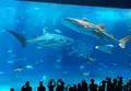 沖縄美ら海水族館の写真_133877
