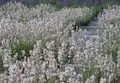 美郷町ラベンダー園の写真_164188