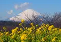 吾妻山公園の写真_182992