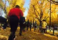 明治神宮外苑いちょう並木の写真_205502