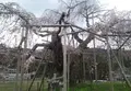畑のしだれ桜の写真_229431