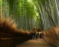 嵐山 竹林の小径の写真_161112