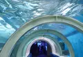 浅虫水族館の写真_19923