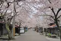 がいせん桜通りの写真_27087