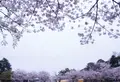 大宮公園の写真_27248