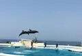 沖縄美ら海水族館の写真_29287