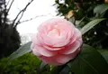 いつも花が咲いているの写真_79956