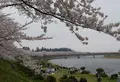 桧木内川桜並木の写真_130705