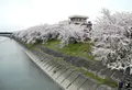 墨俣桜堤防の写真_132480