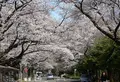 東京学芸大学の写真_171815