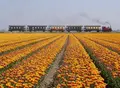 ホールンの写真_523941