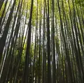 地蔵院（竹の寺）の写真_77682
