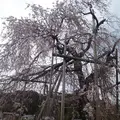 畑のしだれ桜の写真_128800