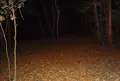 八王子城跡の写真_22848