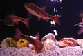 浅虫水族館の写真_25367