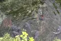 水前寺成趣園の写真_32272