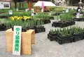 ちくさ高原ゆり園の写真_36625