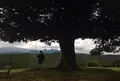 天空の森の写真_42548