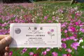 清住コスモス畑の写真_46415