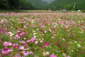 清住コスモス畑の写真_46416