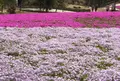 ヤマサ蒲鉾（株）の写真_66084