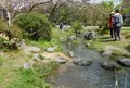 出水のしだれ桜の写真_71484