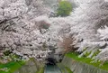 長等山 園城寺（三井寺）の写真_75016