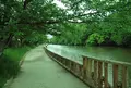 大本花明山植物園の写真_99776
