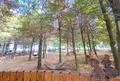 Bald Pine Forestの写真_1241733