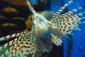 越前松島水族館の写真_126053