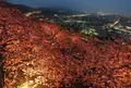 松田山ハーブガーデンの写真_129570