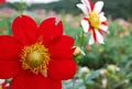 佐曽利園芸組合の写真_153084
