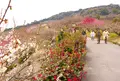 綾部山梅林の写真_160784