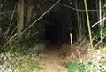 シガイの森の写真_188320