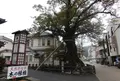 大ケヤキ（木の根橋）の写真_197515