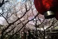 雨宝院の写真_229571