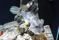 久慈地下水族科学館もぐらんぴあの写真_281050