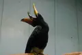 静岡市立日本平動物園の写真_301137