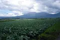 浅間山の写真_405671